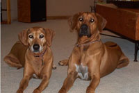 Tank & Willow