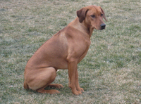 Tatu