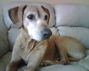 Willow