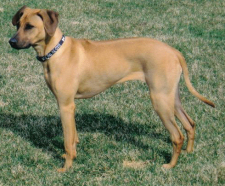 Zuri